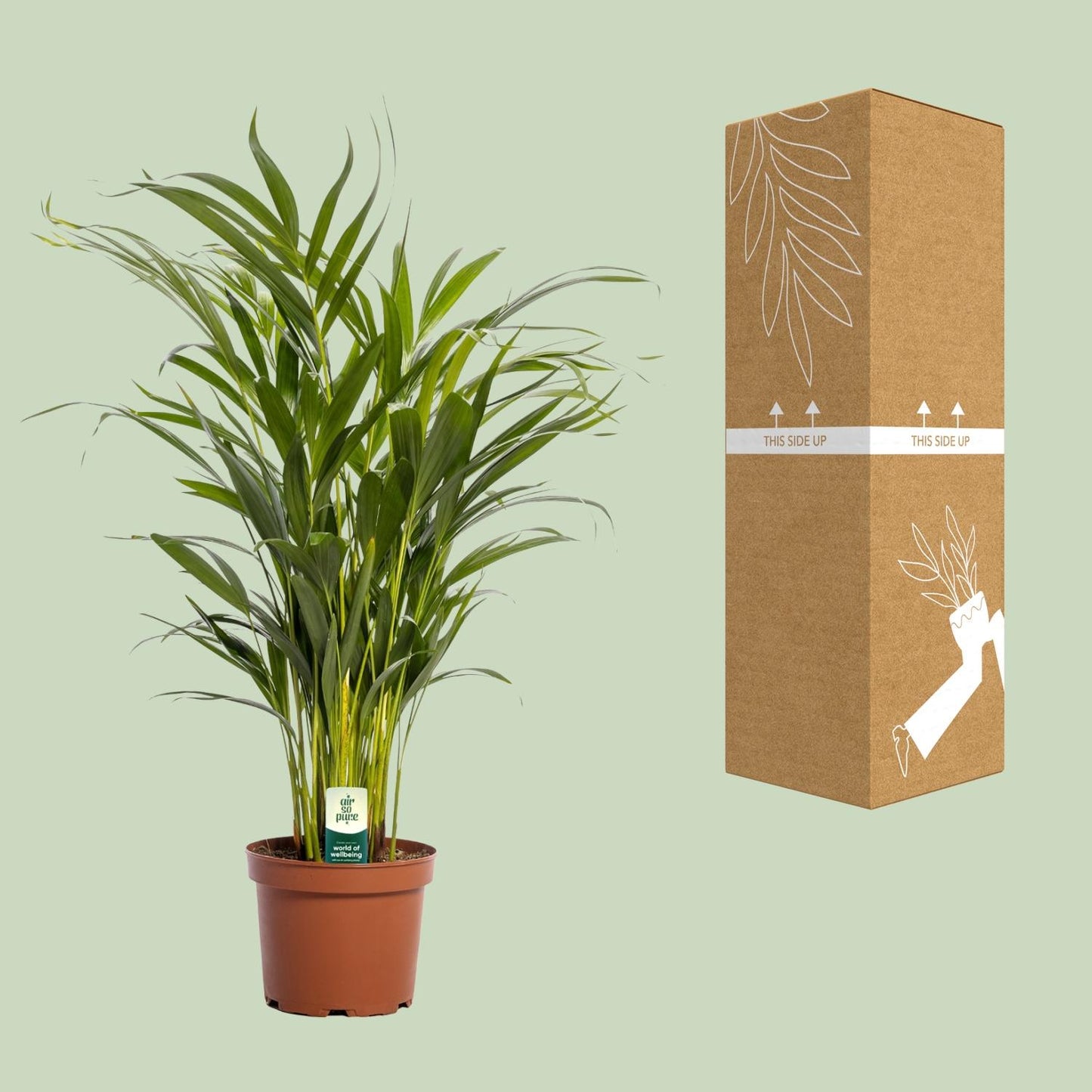 Dypsis Lutescens - Ø17cm - ↕65cm