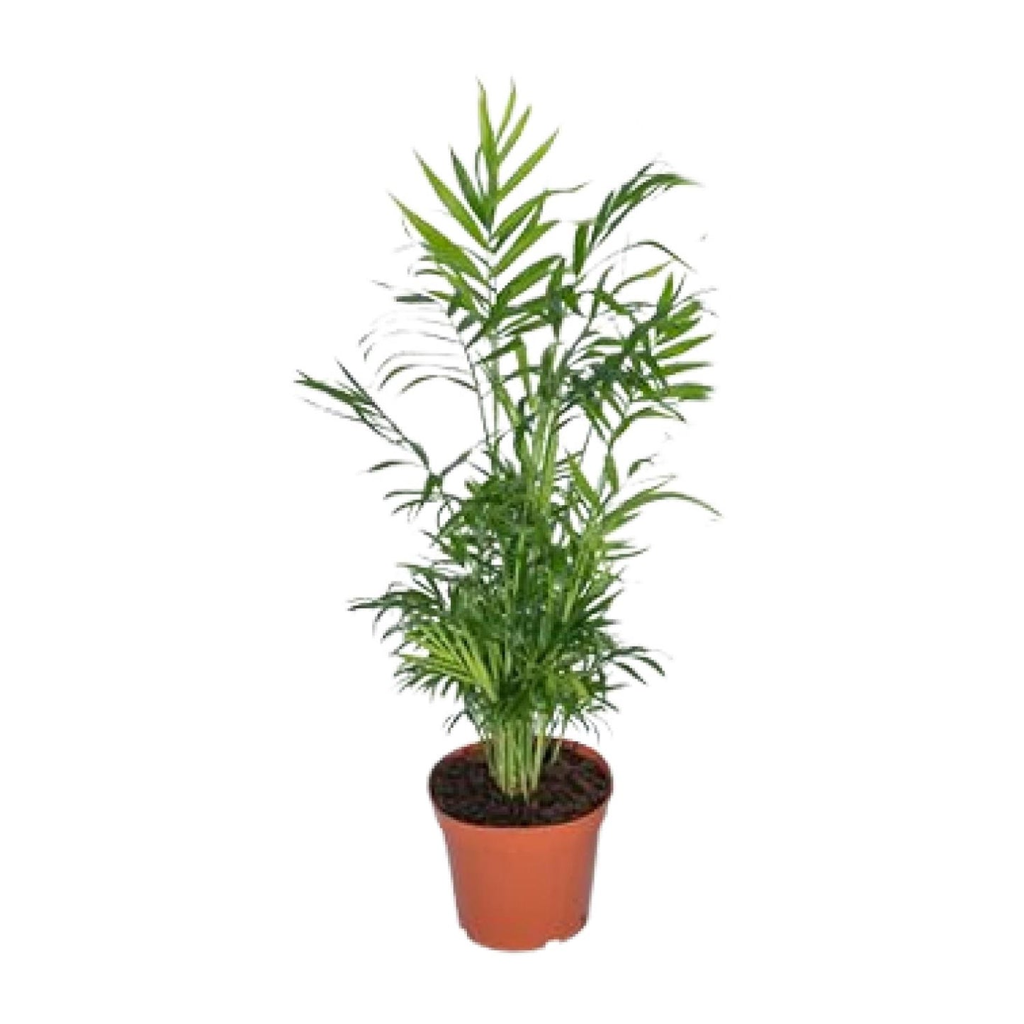 Chamaedorea Elegans - Mexican Mountain Palm - Ø17cm - ↕55cm