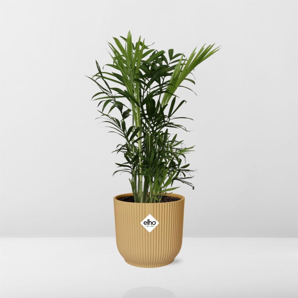 Chamaedorea Elegans in ELHO Vibes Fold 14cm yellow