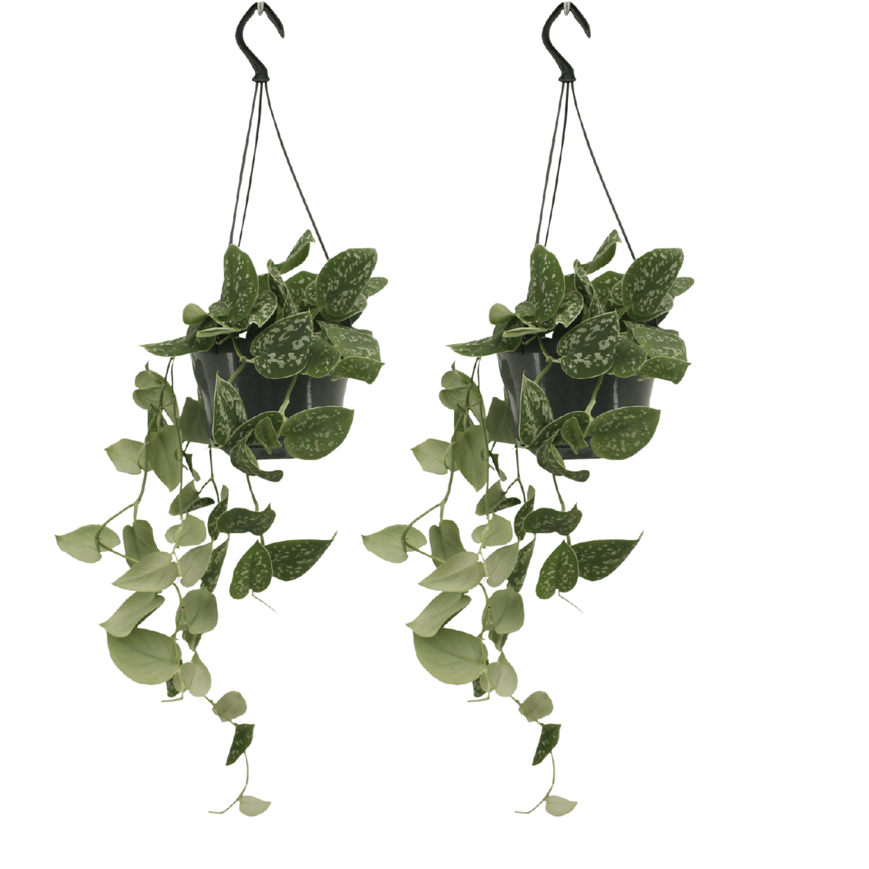 Scindapsus Pictus (Epipremnum) - 2 pièces - Ø15cm - ↕20cm
