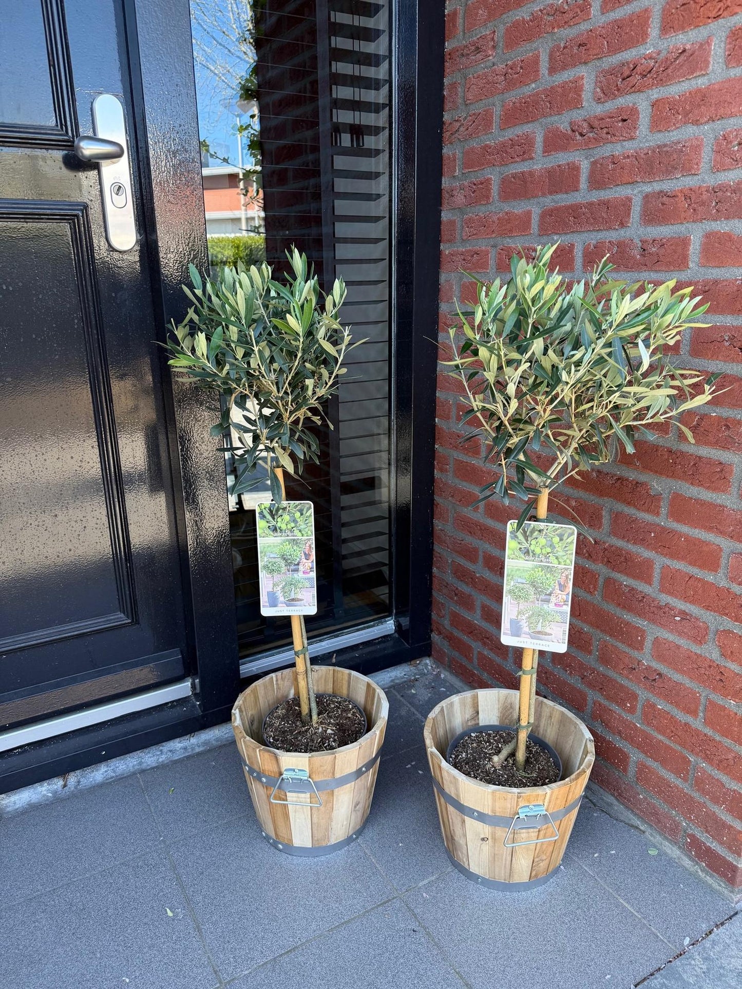 Green boutiQ - Plante de jardin - Olea Europaea - Plante sur tige - Plante de terrasse - Persistante - Peu d'entretien - Pot 19cm Hauteur 90cm