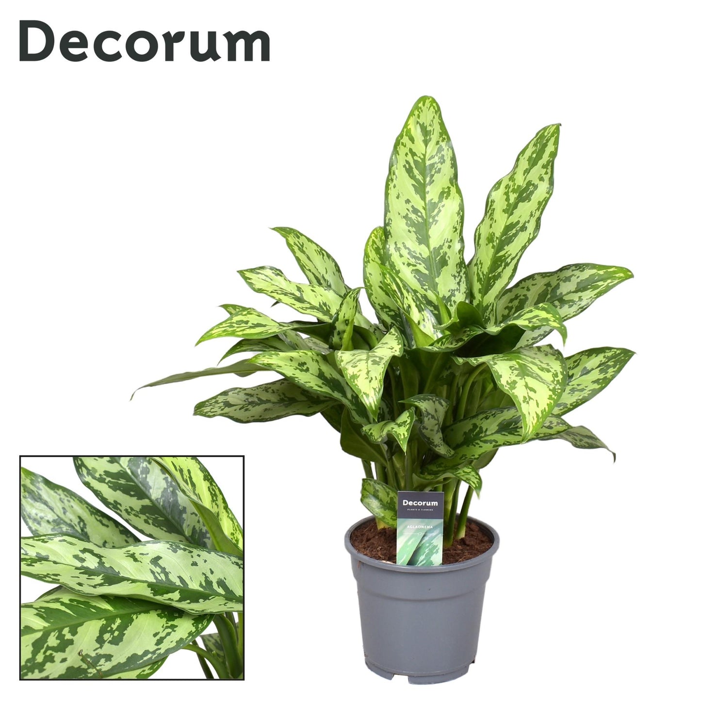 Aglaonema Roméo - Ø17cm - ↕60cm