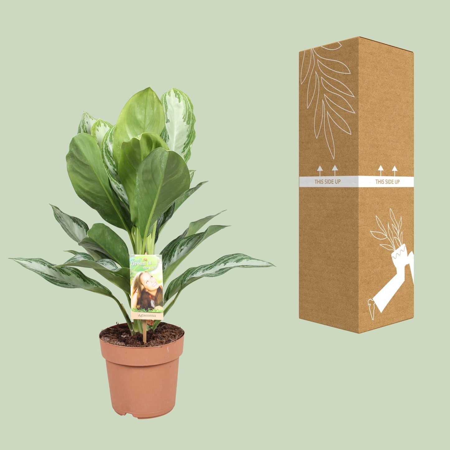 Aglaonema Silver Bay - Arbre à feuilles persistantes de Chine - Ø 17 cm - ↕ 55 cm