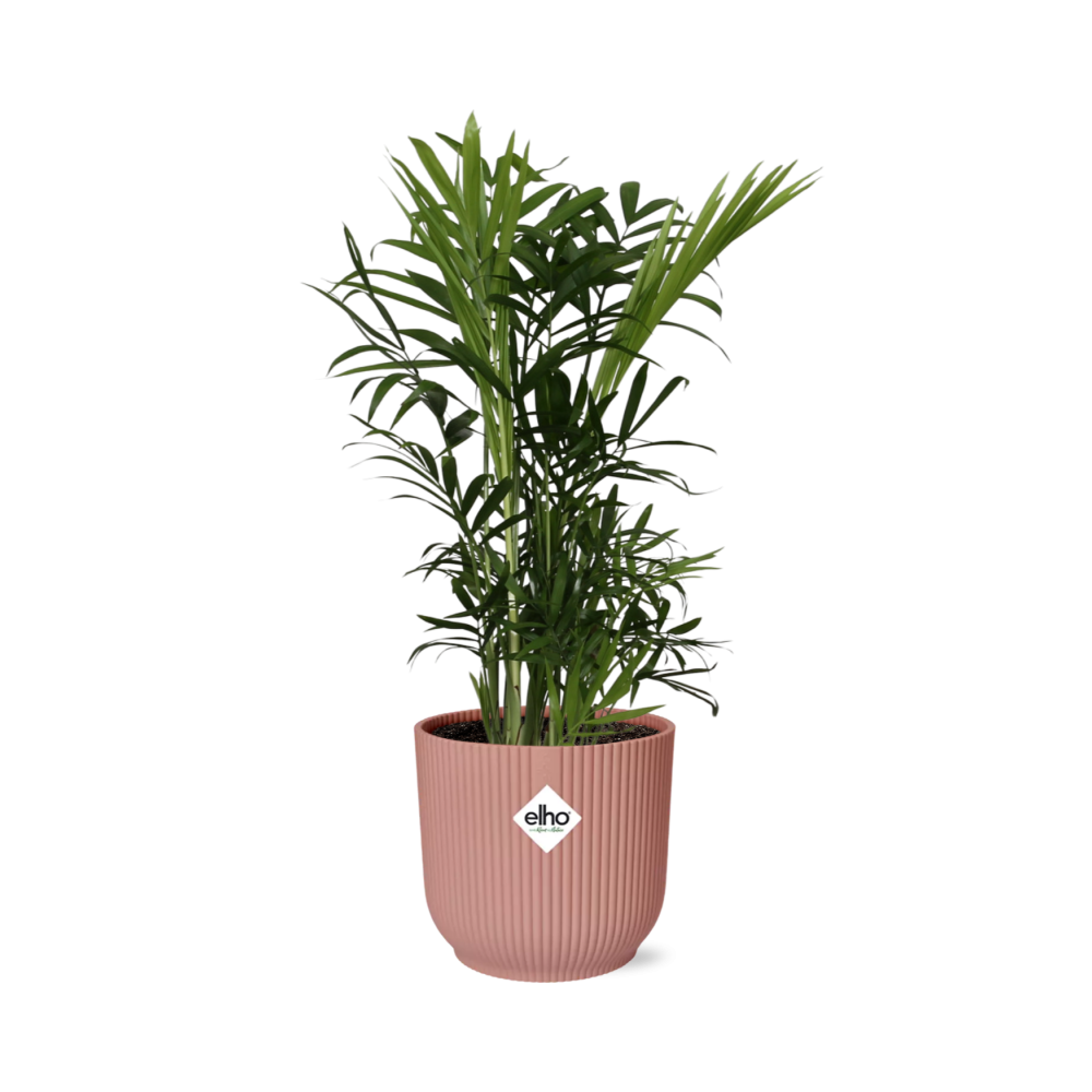 Chamaedorea Elegans in ELHO Vibes Fold 14cm pink