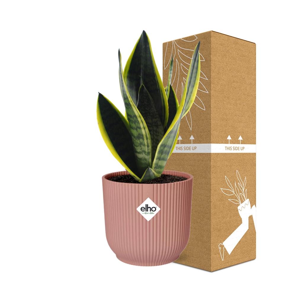 Sansevieria Futura Superba in ELHO Vibes Fold 14cm pink
