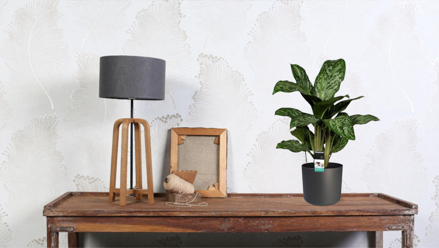 Aglaonema Feu Vert (Decorum) - Ø17cm - ↕60cm