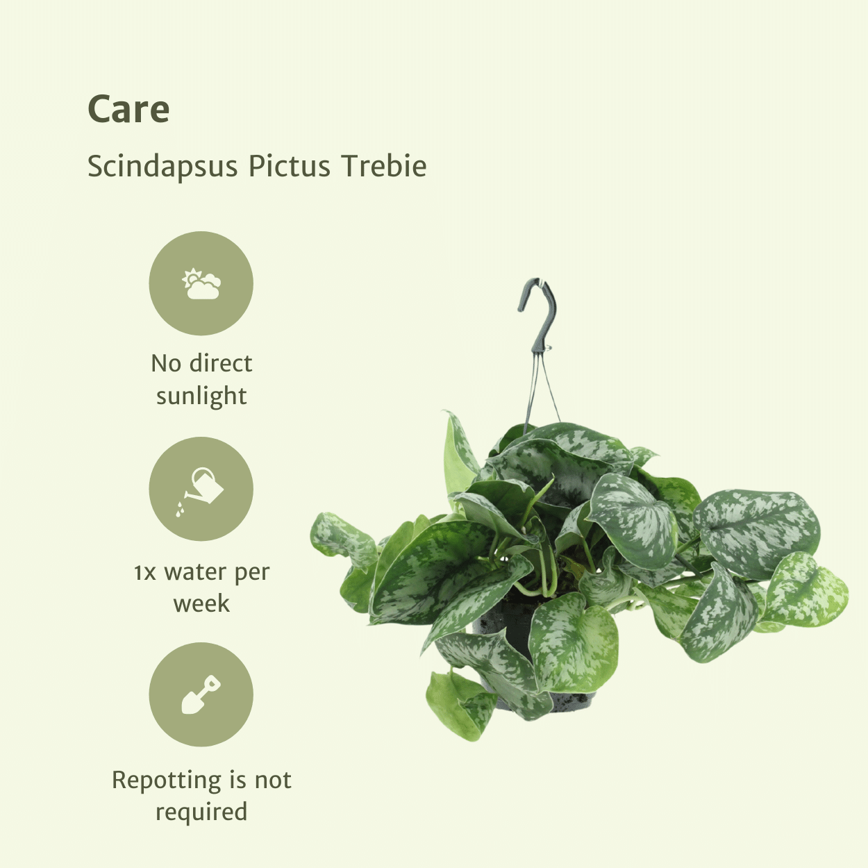 Scindapsus Pictus Trebie (Epipremnum) - 2 pièces - Ø15cm - ↕25cm