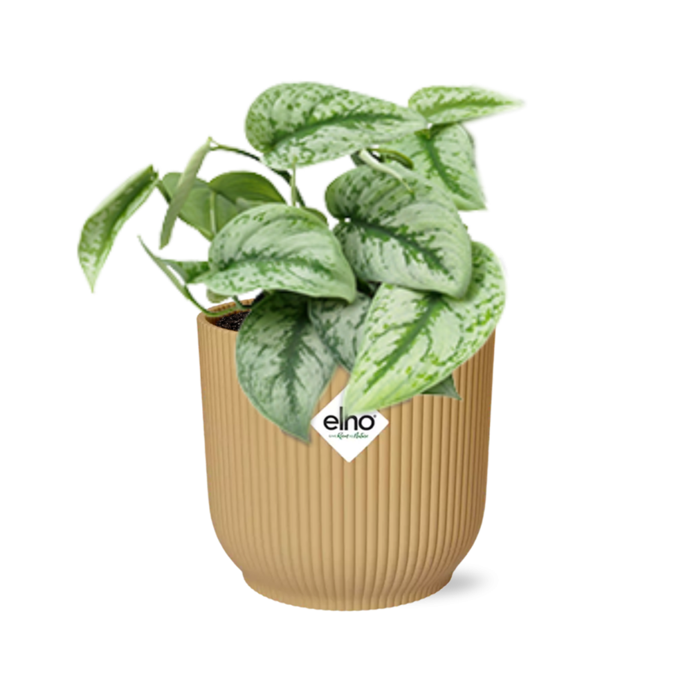 Scindapsus Pictus 'Trebie' in ELHO Vibes Fold 14cm yellow
