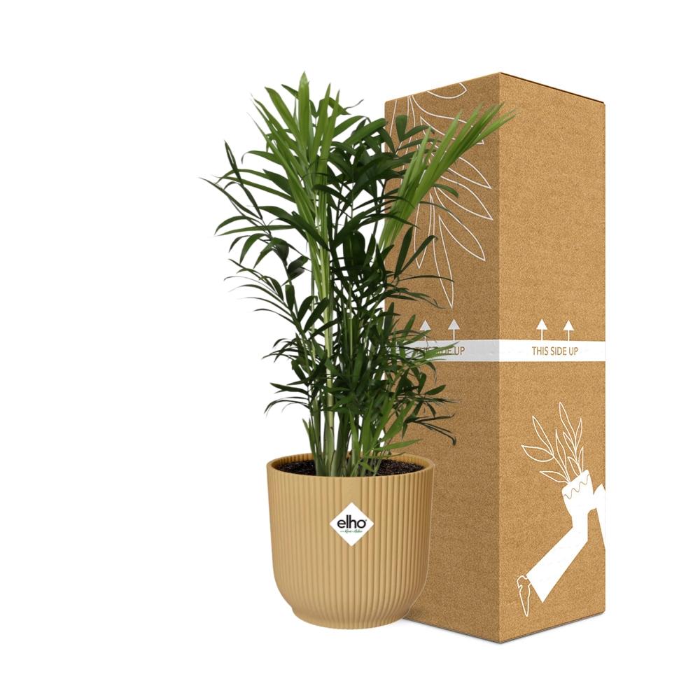 Chamaedorea Elegans in ELHO Vibes Fold 14cm yellow