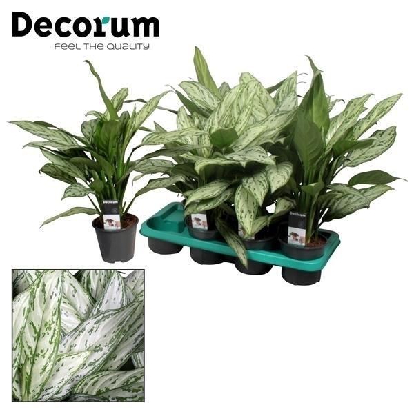 Aglaonema Silver Queen (Decorum) - Ø14cm - ↕45cm