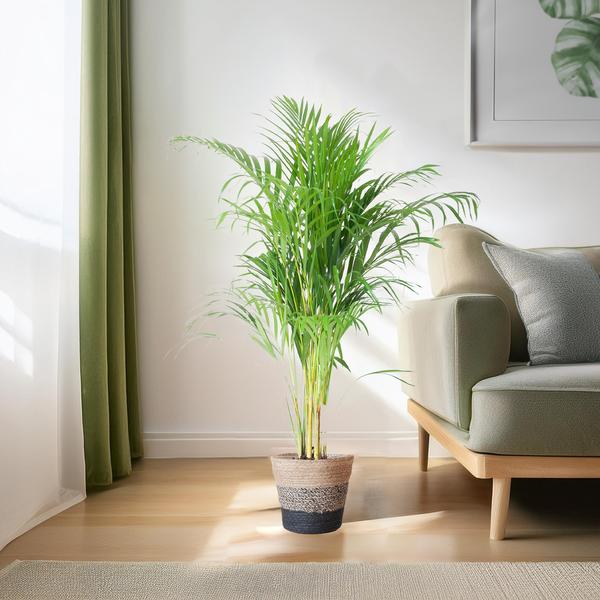 Areca Palm (Dypsis) with Lisbon basket black - 100cm - Ø21