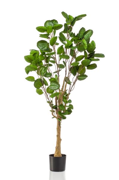 Plante artificielle - Polyscias - Aralia - 150 cm