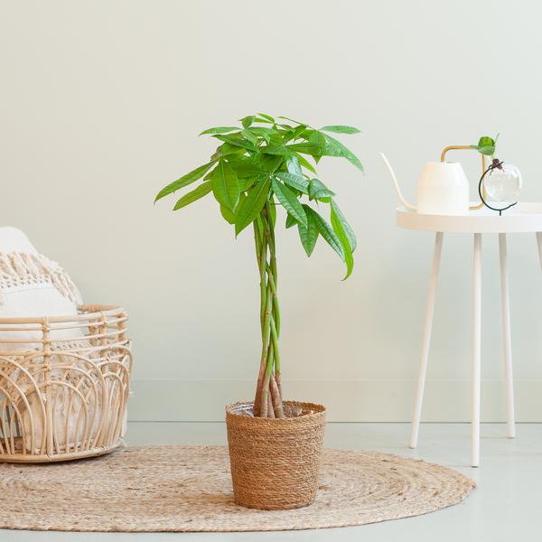 Pachira Aquatica avec panier Sofia naturel - 80cm - Ø21
