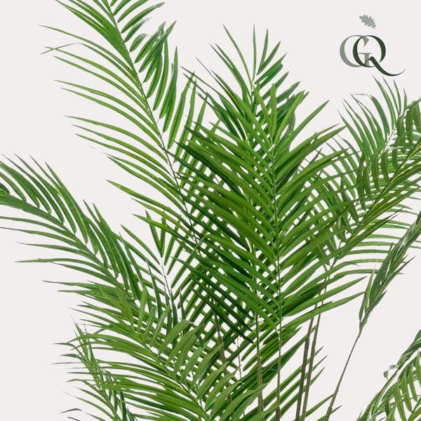 Plante artificielle - Areca Lutescens - Palmier doré - 180 cm