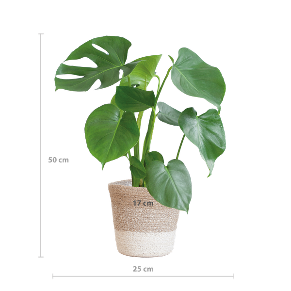 Monstera Deliciosa met Lissabon mand wit - 50cm - Ø17