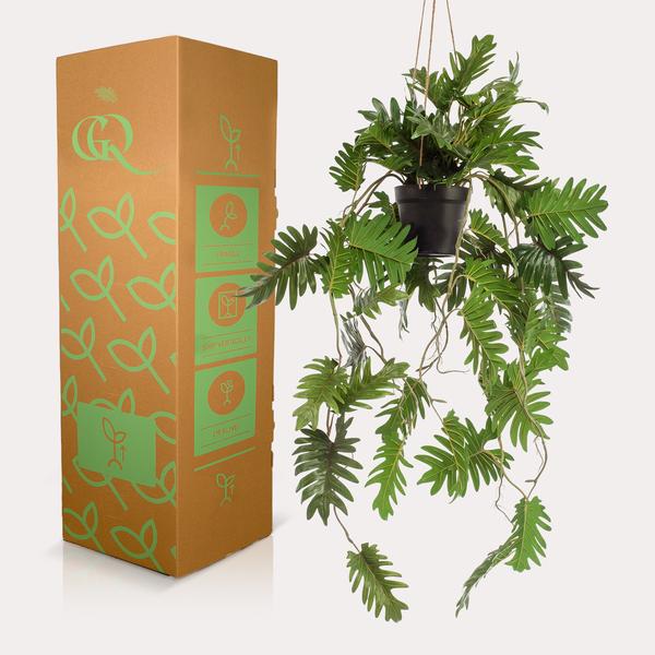 Plante artificielle - Philodendron - Arbre grimpant amoureux - 80 cm
