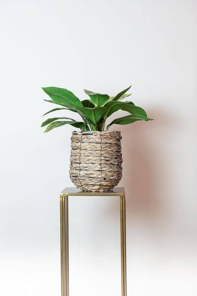 Artificial plant - Croton Codiaeum - Wonder shrub - 38 cm