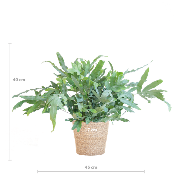 Phlebodium Aureum 'Blue Star' with Basket Sofia natural - 40cm - Ø17