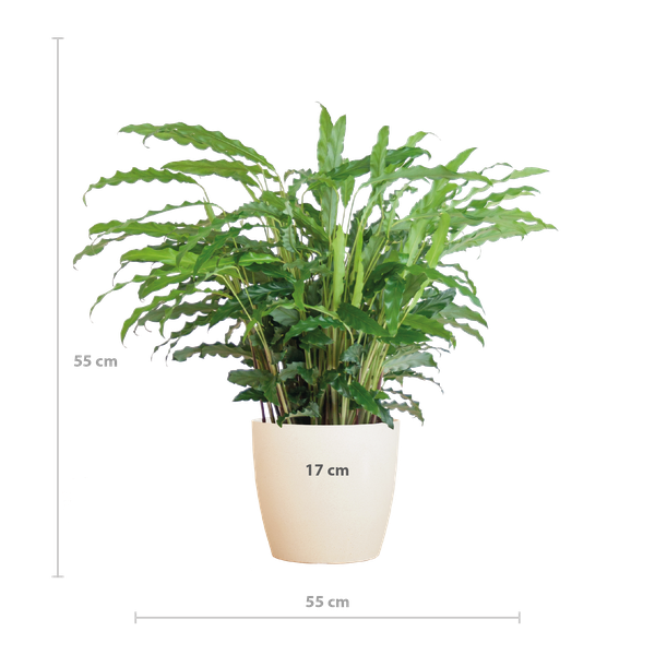 Calathea Rufibarba with Viber white - 55cm - Ø17