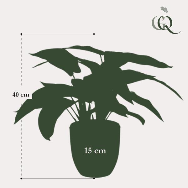 Plante artificielle - Calathea Zebrina - Plante d'ombre - 38 cm