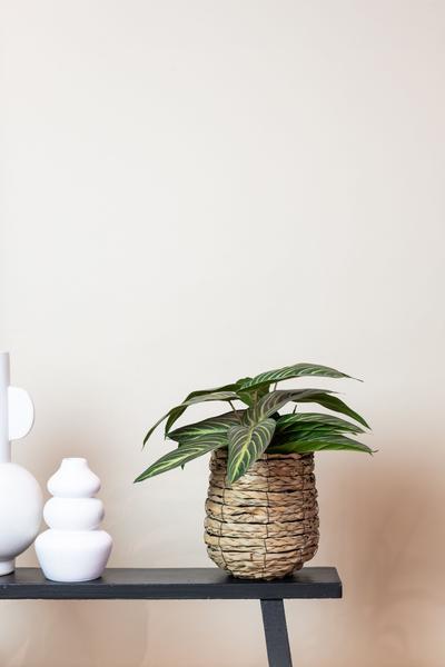 Plante artificielle - Calathea Zebrina - Plante d'ombre - 38 cm