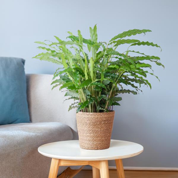 Calathea Rufibarba with Sofia basket natural - 55cm - Ø17