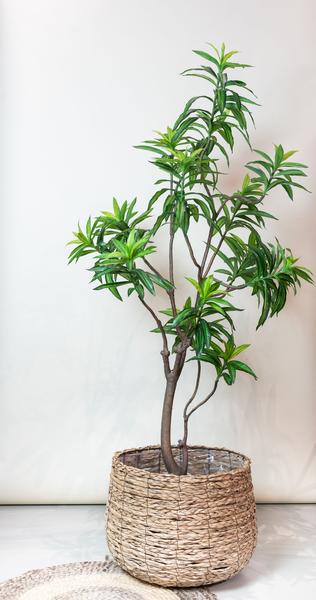 Plante artificielle - Dracaena - Dragonnier - 190 cm