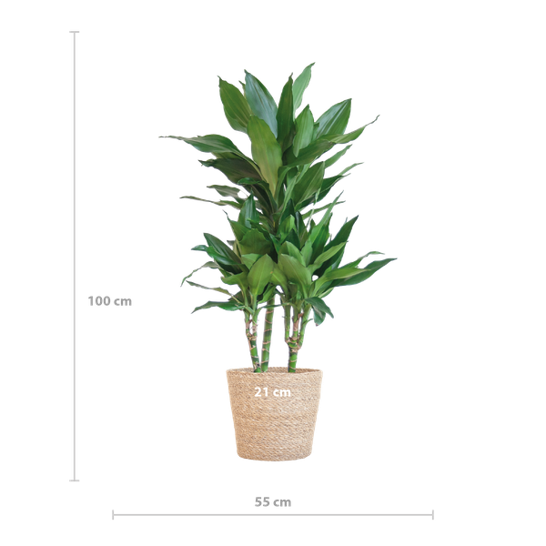 Dracaena Janet Lindt met Sofia mand naturel - 95cm - Ø21