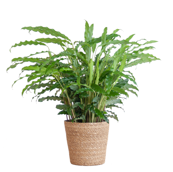 Calathea Rufibarba with Sofia basket natural - 55cm - Ø17