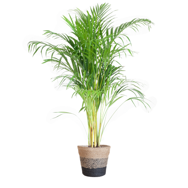 Areca Palm (Dypsis) with Lisbon basket black - 100cm - Ø21