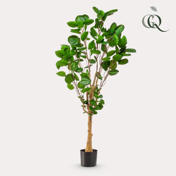 Plante artificielle - Polyscias - Aralia - 150 cm