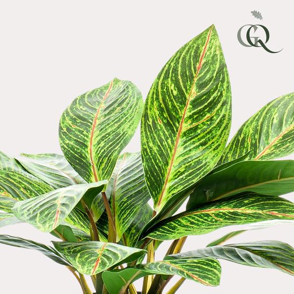 Artificial plant - Croton Codiaeum - Wonder shrub - 38 cm