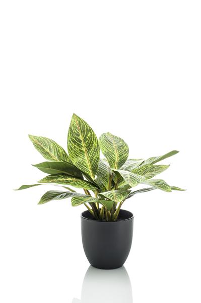 Artificial plant - Croton Codiaeum - Wonder shrub - 38 cm