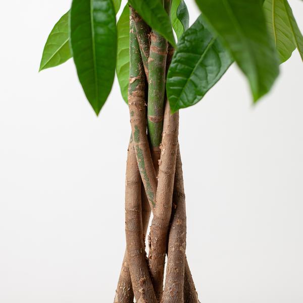Pachira Aquatica avec panier Sofia naturel - 80cm - Ø21