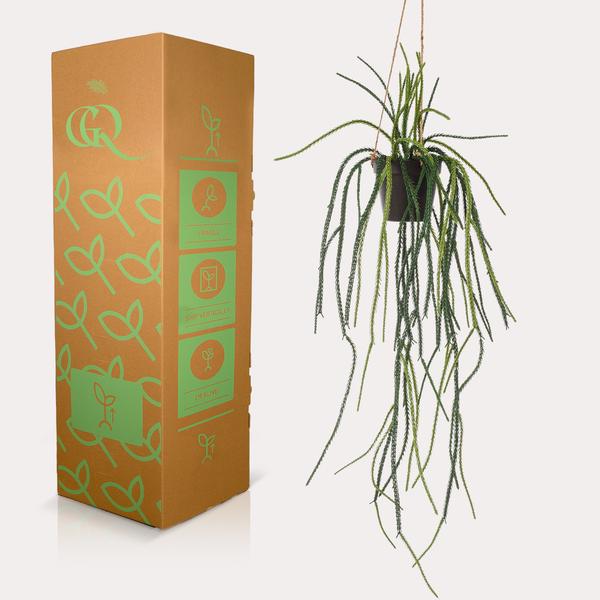 Plante artificielle - Rhypsalis - Cactus corail - 85 cm