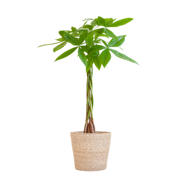 Pachira Aquatica avec panier Sofia naturel - 80cm - Ø21