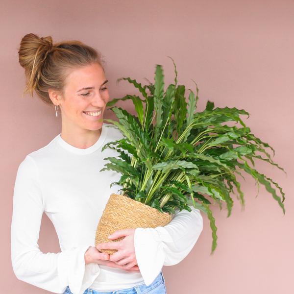 Calathea Rufibarba with Sofia basket natural - 55cm - Ø17