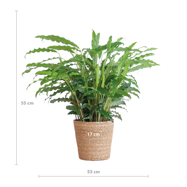 Calathea Rufibarba with Sofia basket natural - 55cm - Ø17