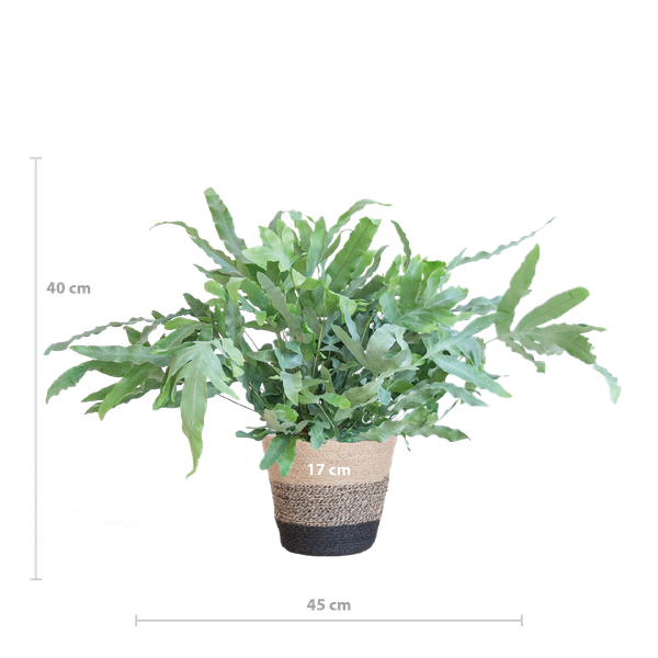 Phlebodium Aureum 'Blue Star' with Basket Lisbon black - 40cm - Ø17