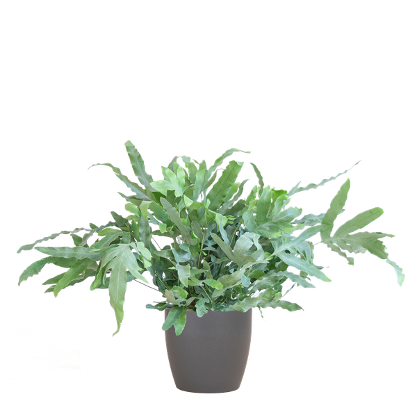 Phlebodium Aureum 'Blue Star' with Viber grey - 40cm - Ø17