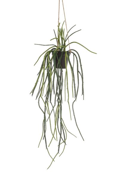 Plante artificielle - Rhypsalis - Cactus corail - 85 cm