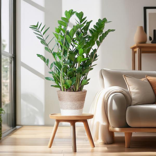 Zamioculcas Zamiifolia met Mand Lissabon wit - 80cm - Ø21