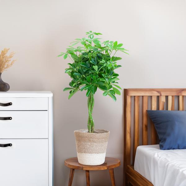 Schefflera Arab Nora met Mand Lissabon wit - 70cm - Ø21
