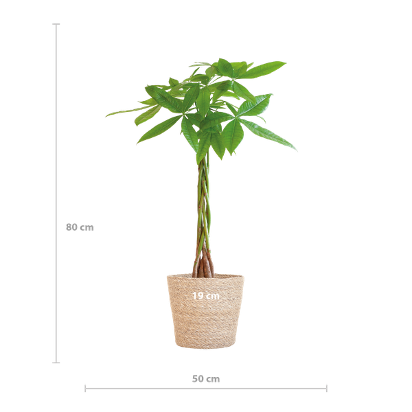Pachira Aquatica avec panier Sofia naturel - 80cm - Ø21