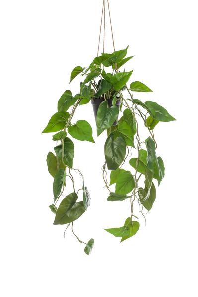 Plante artificielle - Philodendron scandens - Amateur d'arbres grimpants - 80 cm