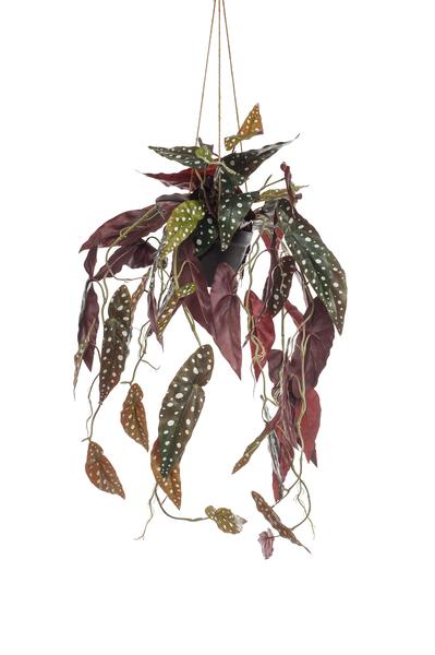 Plante artificielle - Begonia Maculata - Bégonia à pois - 80 cm