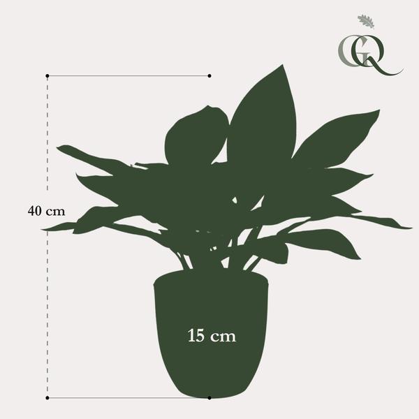 Artificial plant - Croton Codiaeum - Wonder shrub - 38 cm