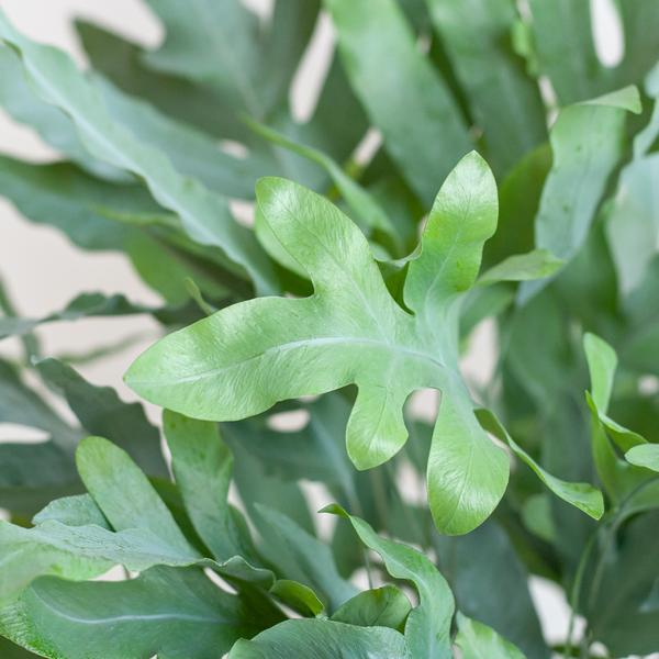 Phlebodium Aureum 'Blue Star' with Viber white - 40cm - Ø17