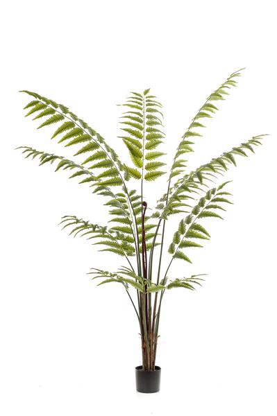 Plante artificielle - Rumohra Adiantiformis - Fougère cuir - 180 cm