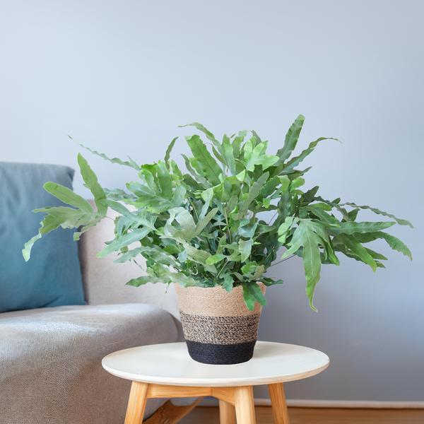 Phlebodium Aureum 'Blue Star' with Basket Lisbon black - 40cm - Ø17